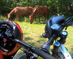 WILDHORSEWATCHING