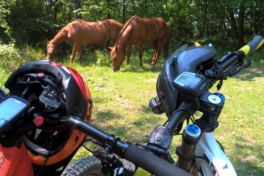 WILDHORSEWATCHING